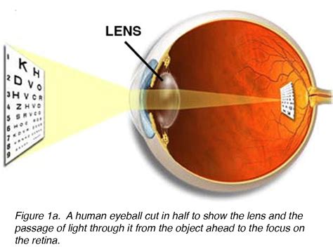 Crystalline Lens And Cataract By Joah F Aliancy And Nick Mamalis Webvision