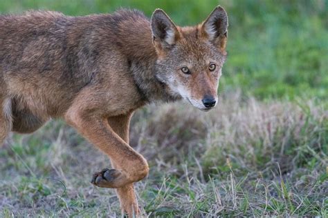 A Critically Endangered Wild Red Wolf Puppy A Beautiful Red Wolf