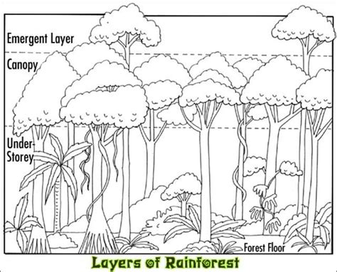 Tropical Rainforest Layers Facts Sketch Coloring Page