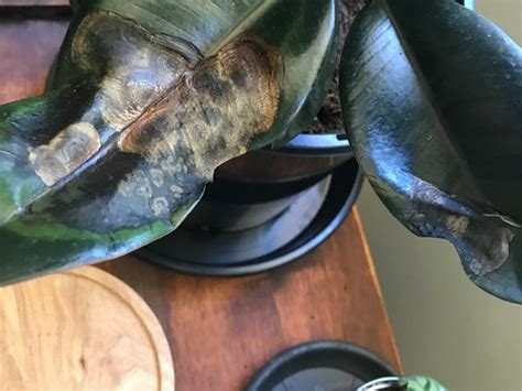 And you know why do the rubber plant leaves droop is one of the most asked. Can anyone help me identify the disease on my rubber plant?
