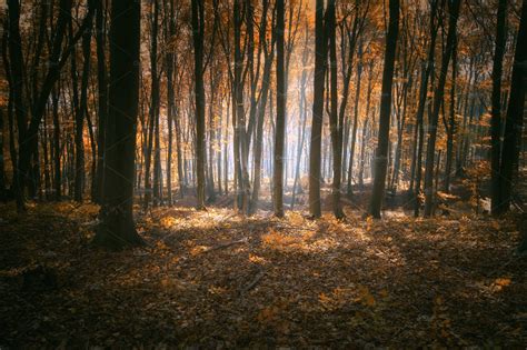 Autumn Forest Background Featuring Forest Background Banner And