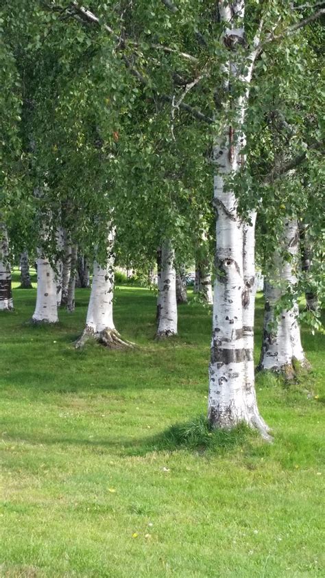 Relating to the birch tree | meaning, pronunciation, translations and examples. Die Stadt der Birken - "Umeå - Schweden" - GFT-Erasmus