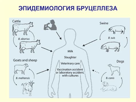 Чаще всего встречается у женщин (в три раза чаще мужчин), в возрасте от 15 до 30 лет. Лабораторная диагностика бруцеллёза презентация, доклад ...