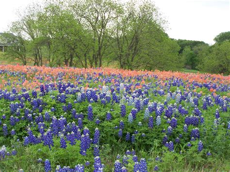 Download Cozy In Texas Spring By Scottstewart Free Texas