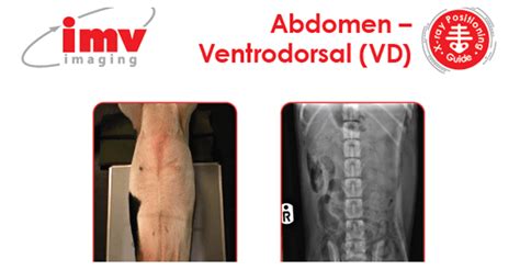 Free Download Abdomen Ventrodorsal X Ray Positioning Guide Imv Imaging