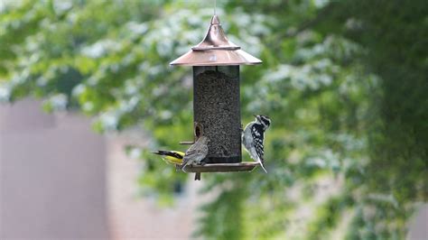 Tips For How To Introduce A New Feeder To Your Backyard Birds Hanging