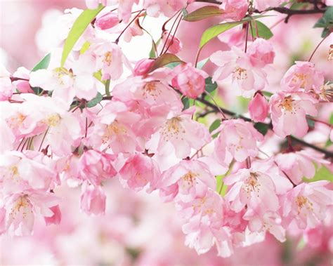 壁紙 桜の花びらピンク春 1920x1200 Hd 無料のデスクトップの背景 画像