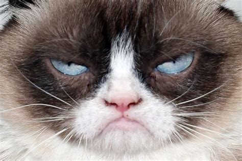 The Worlds Grumpiest Cat 40 Funniest Grumpy Cat Memes Pics Fallinpets