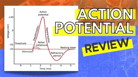 013 A Review Of The Action Potential Youtube