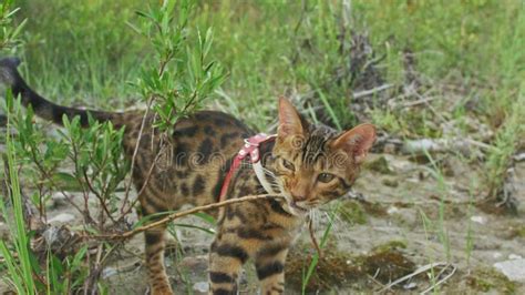 One Cat Bengal Walks On The Green Grass Bengal Kitty Learns To Walk