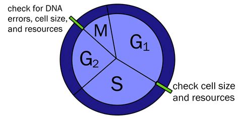 What Is Interphase — Overview And Diagrams Expii