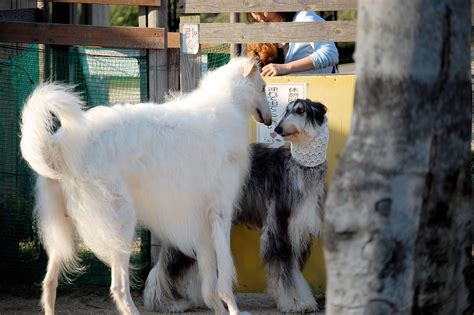 Other names for this breed are tāzī, balkh hound, baluchi hound, barakzai hound, shalgar hound, kabul hound, galanday hound or sometimes inco. Afghan Hound Dog Breed » Information, Pictures, & More