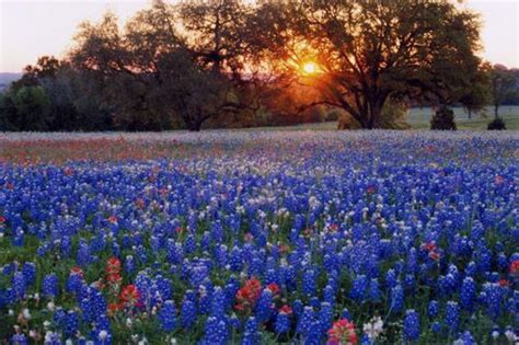 Maybe you would like to learn more about one of these? New Braunfels, Tx | Texas bluebonnets, Wild flowers, Lady ...