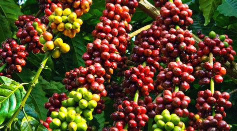 sejarah lengkap kopi toraja  tanah sulawesi selatan  jenis jenis