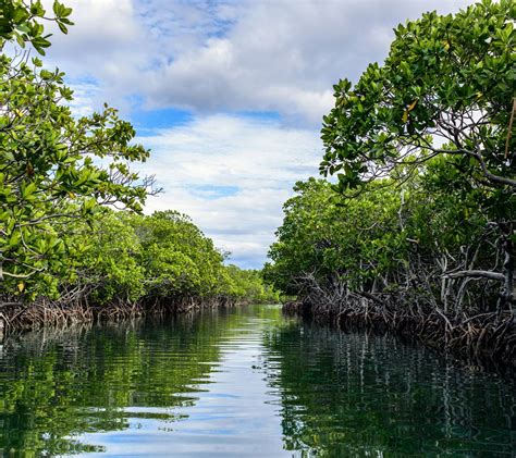 Mangrove Wallpapers Top Free Mangrove Backgrounds Wallpaperaccess