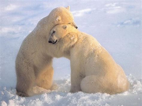 17 Of The Warmest Sweetest Bear Hugs Animal Hugs Cute Animals