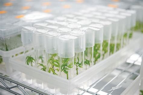 Tissue Culture