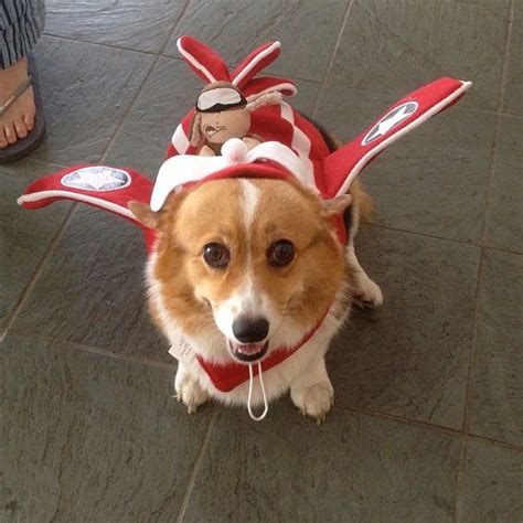 Check out our corgi costume selection for the very best in unique or custom, handmade pieces from our masks shops. And away she goes! | Corgi costume, Corgi, Dog costumes funny