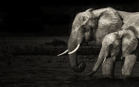 elephant hd wallpaper background image