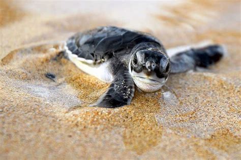 Using her back flippers, the reptile digs a nest in the sand. Best of nature: Why Do Sea Turtles Cry When They Lay Their ...