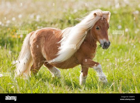 Falabella Miniature Horse Chestnut Gelding Trotting On A Meadow Stock