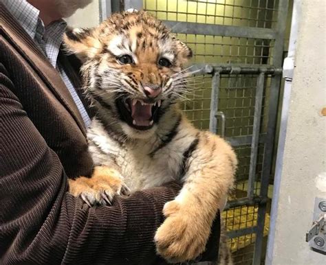 Watch Adorable Tiger Cubs Born At Dublin Zoo 897 Bay
