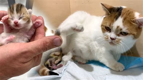 Pregnant Cat Gives Birth To A Kitten He Is Born Feet First And Stuck