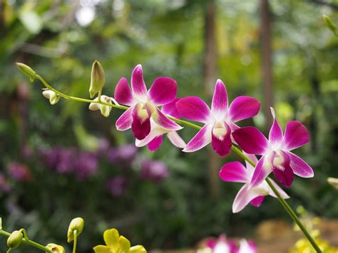 The 7 Most Stunning Orchid Gardens In The World Orchids Garden