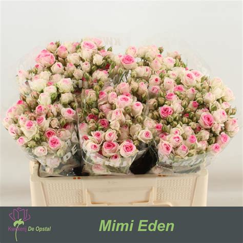 Rosa Ramificada Mimi Eden 50 Cm Milflors Scp