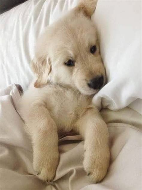 0:14 dhanush kg 5 094 просмотра. Sweet Dogs Photos For Whatsapp - Whatsapp Images
