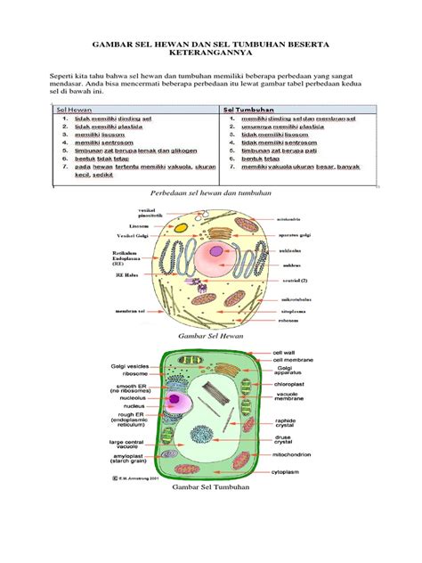 Maybe you would like to learn more about one of these? Gambar Sel Hewan Dan Sel Tumbuhan Beserta Penjelasannya ...