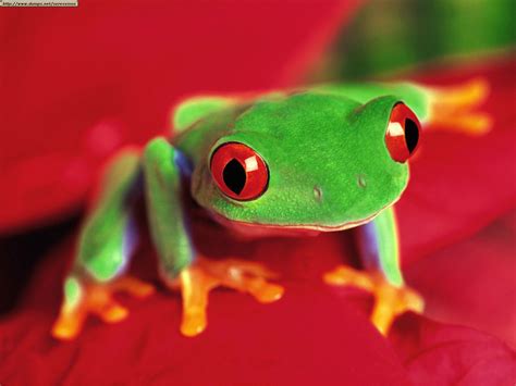 Tree Frog Best Animals