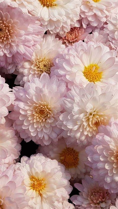 Chrysanthemum Flower Pink 720x1280 Wallpaper Chrysanthemum Flower