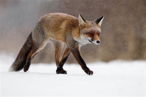 Red Fox Running Through A Snowshower Photograph By Roeselien Raimond
