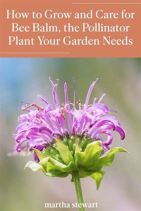 A Purple Flower With The Title How To Grow And Care For Bee Balm The