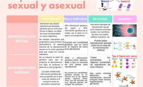 ReproducciÓn Características Y Diferencias Entre La Reproducción Sexual Y Asexual
