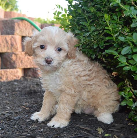 Poodle Puppies For Sale Chicago Il 231597 Petzlover