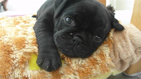 Coco Falling Asleep Tiny Black Pug Puppy Youtube