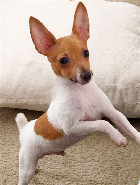 Toy Fox Terrier Dog Toys Toy Fox Terrier Puppies Toy Fox Terriers