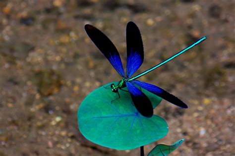 One Dragonfly Can Eat 100s Of Mosquitoes Per Day Keep These Plants In