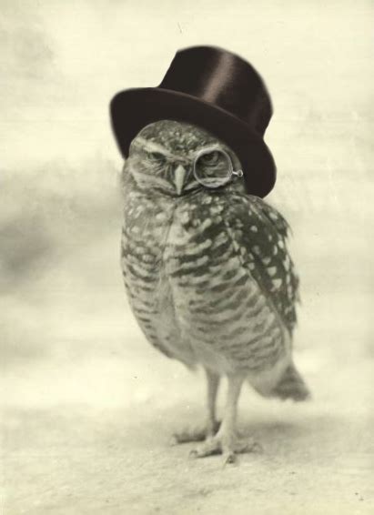 Owl Wearing A Top Hat Owl Animals Cute Animals
