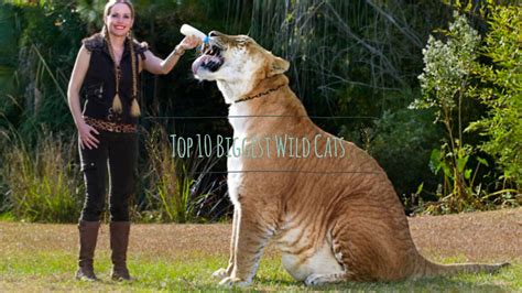 Top 10 Biggest Wild Cats Youtube