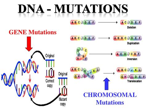 Types Of Mutations Worksheet Key