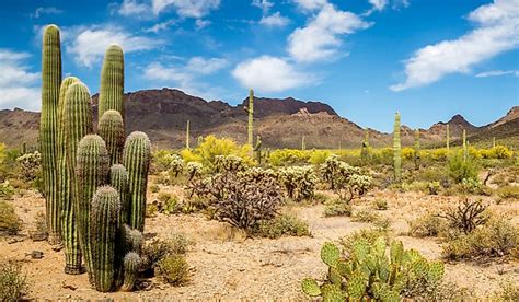 What Are The Special Adaptations Of Desert Plants Worldatlas