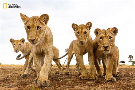 National Geographic Nature Photographer Of The Year 2016