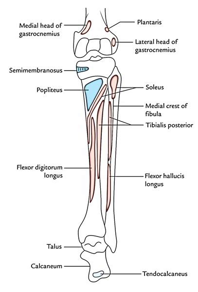 Muscles Of The Posterior Compartment Of The Leg Earths Lab