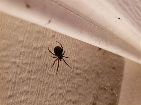 Spiders In Virginia Species And Pictures