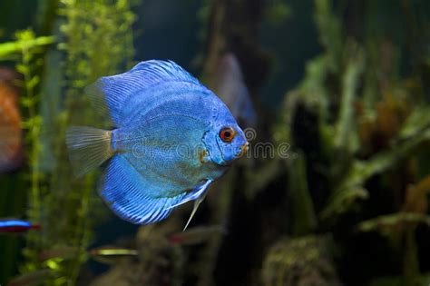 Blue Turquoise Discus Fish Stock Photo Image Of Blue 10990006