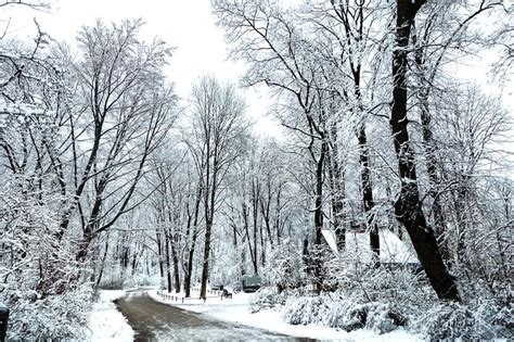 Idyllic Winter Nature Snowscape With Trees Scenic Background For The