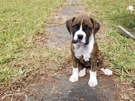 This dog breed has a playful personality & is an ideal family pet. Boxer Puppies For Sale | Ocala, FL #289693 | Petzlover